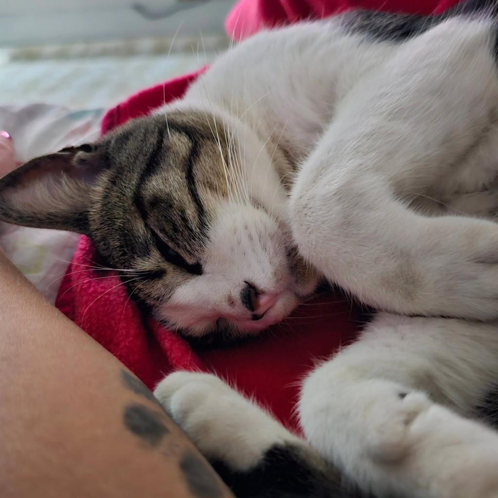 Bicudinho, gata de porte pequeno para adoção em São Paulo - SP