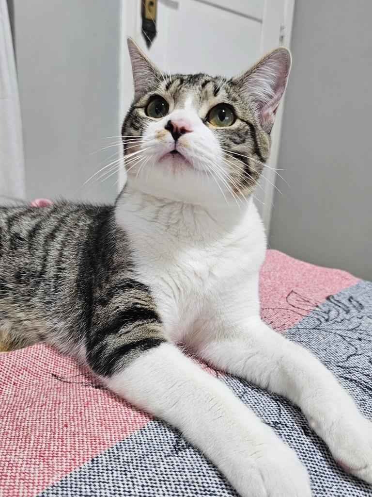 Kenobi, gato de porte pequeno para adoção em São Paulo - SP