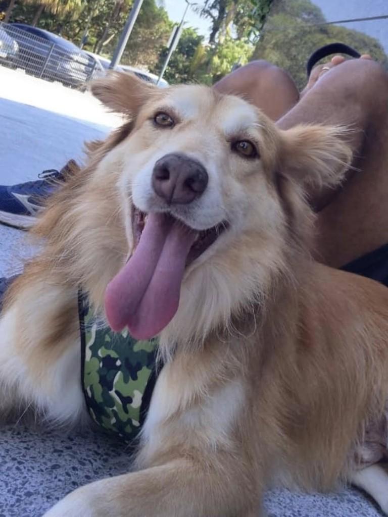 Spike, cachorro de porte médio para adoção em São Paulo - SP