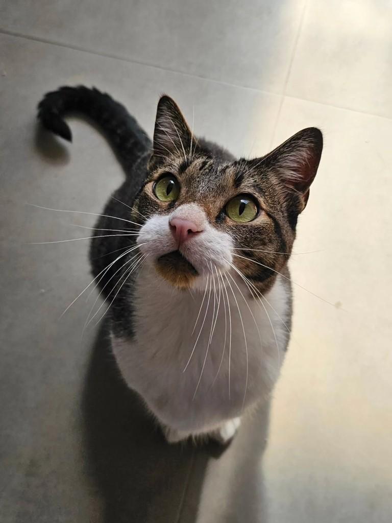 Snow, gato de porte médio para adoção em São Paulo - SP
