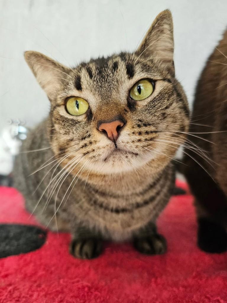 Angel, gata de porte pequeno para adoção em São Paulo - SP