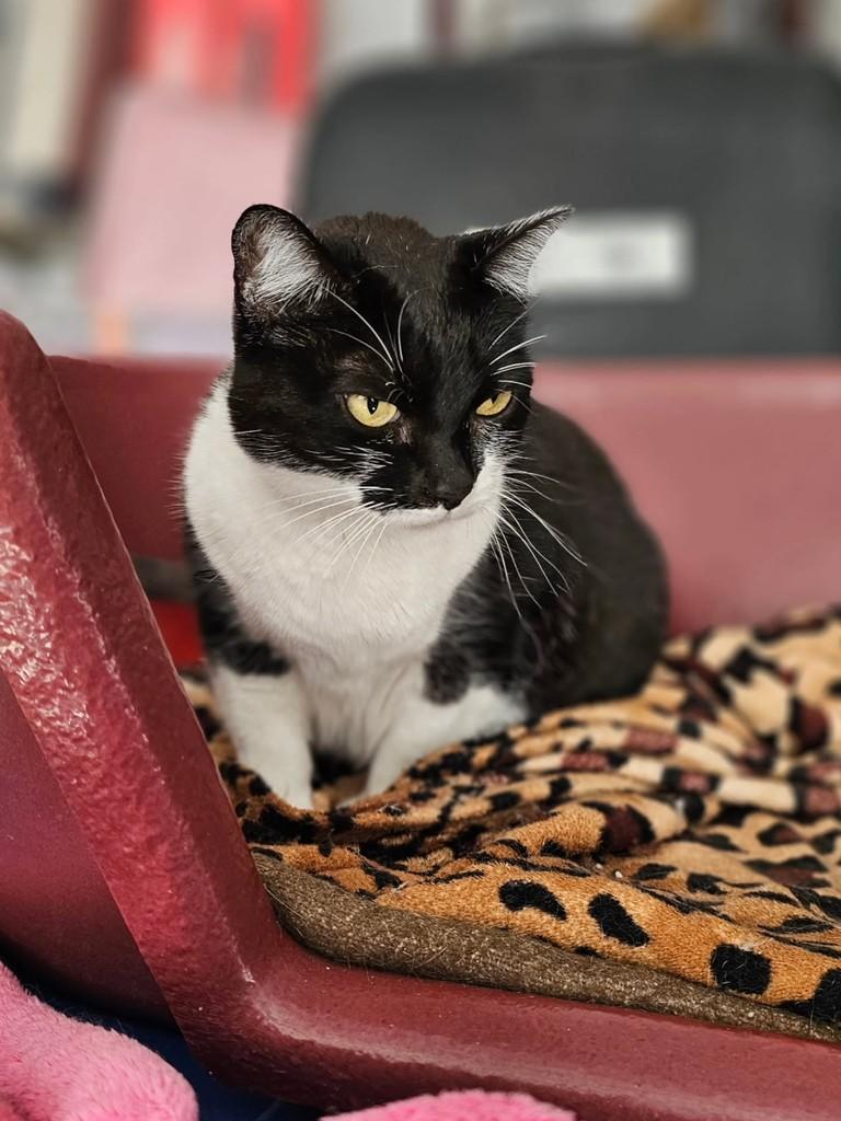 Hera, gato de porte médio para adoção em São Paulo - SP