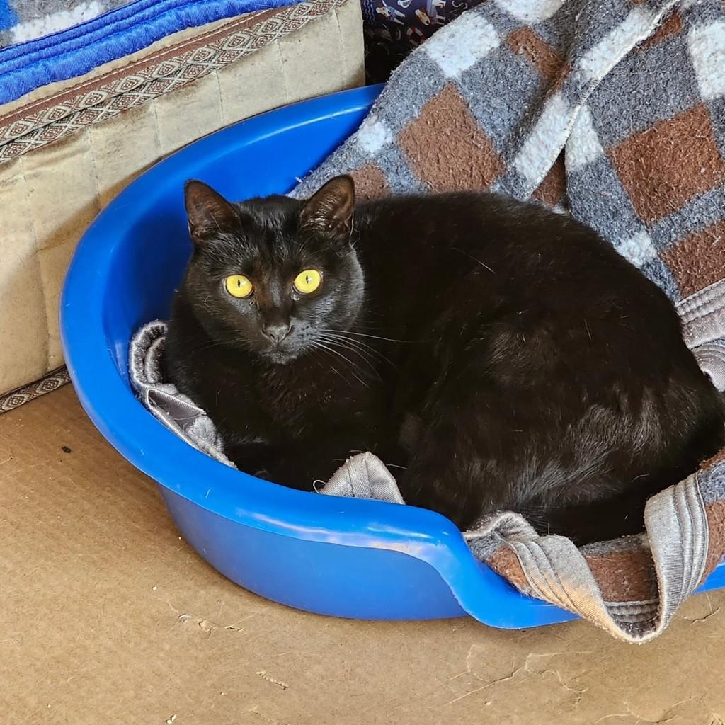 Pepe, gata de porte pequeno para adoção em São Paulo - SP