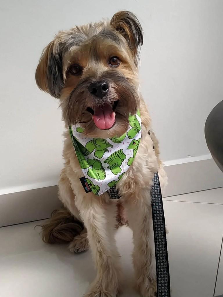 Hashi, cachorro de porte médio para adoção em São Paulo - SP