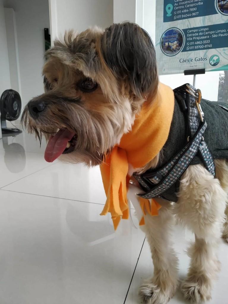 Hashi, cachorro de porte médio para adoção em São Paulo - SP — foto 2 de 3