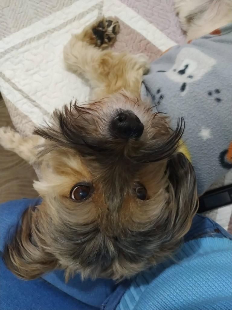 Hashi, cachorro de porte médio para adoção em São Paulo - SP — foto 3 de 3