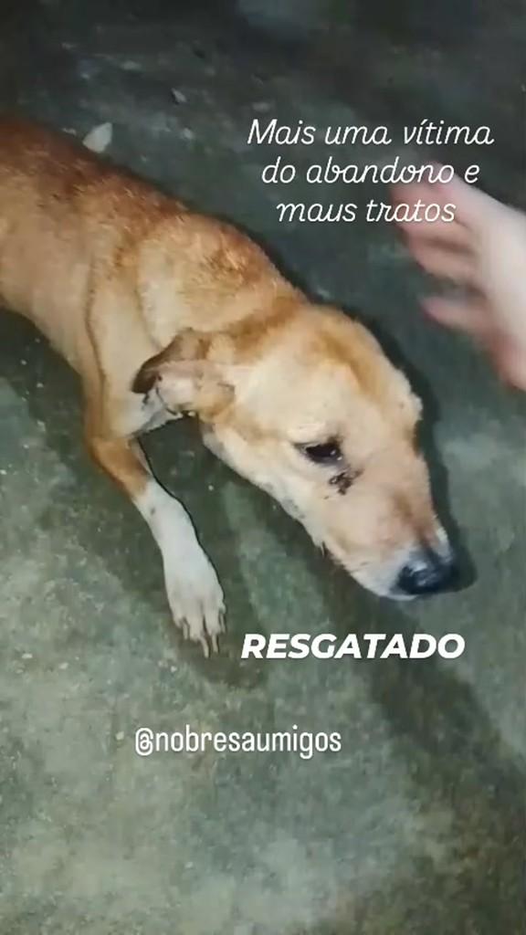 Romão, cachorro de porte médio para adoção em Recife - PE