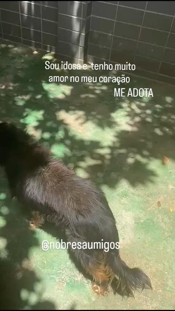 Gigi, cadela de porte pequeno para adoção em Recife - PE