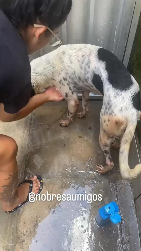 Tião, cachorro de porte médio para adoção em Recife - PE