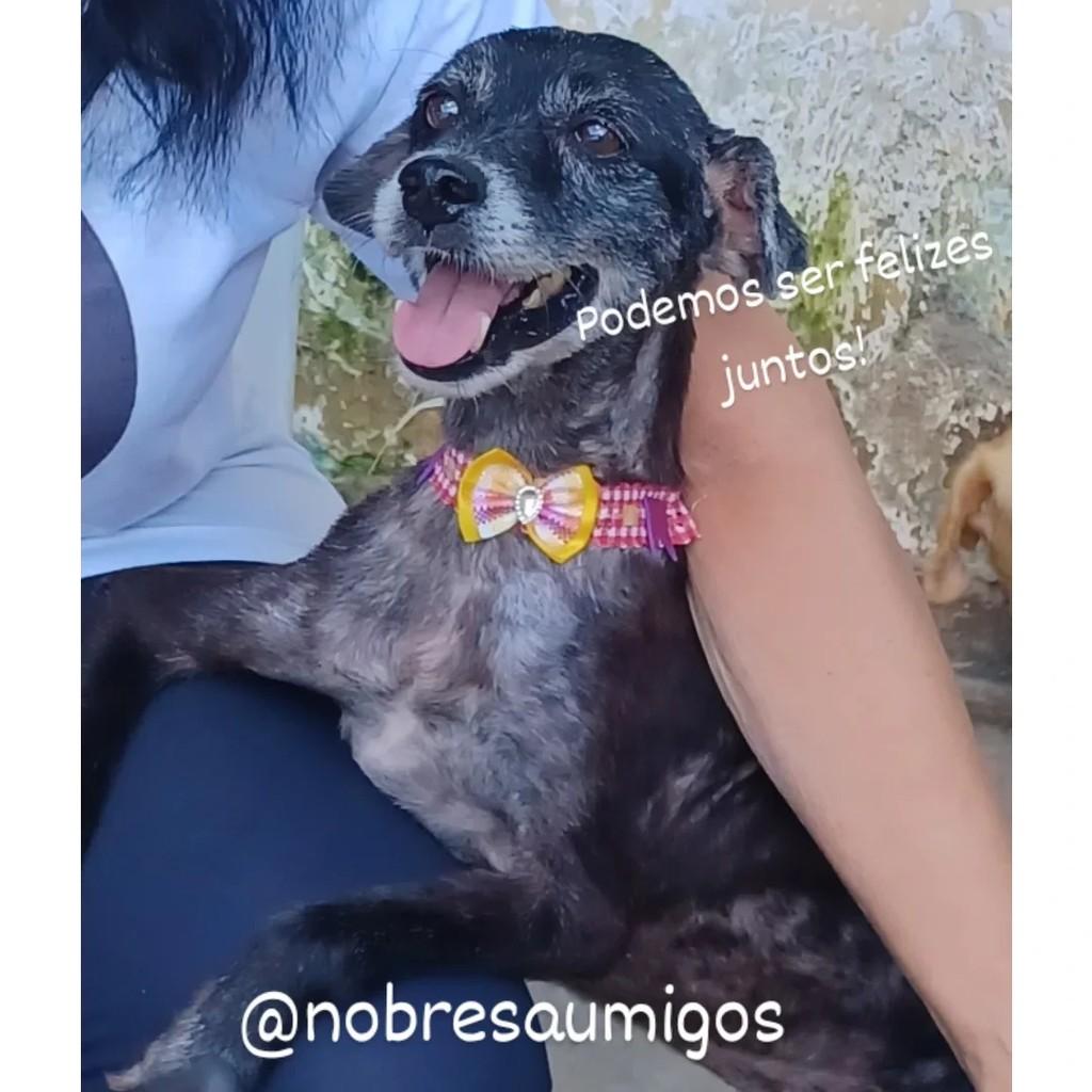 Lorenzo, cachorro de porte pequeno para adoção em Recife - PE