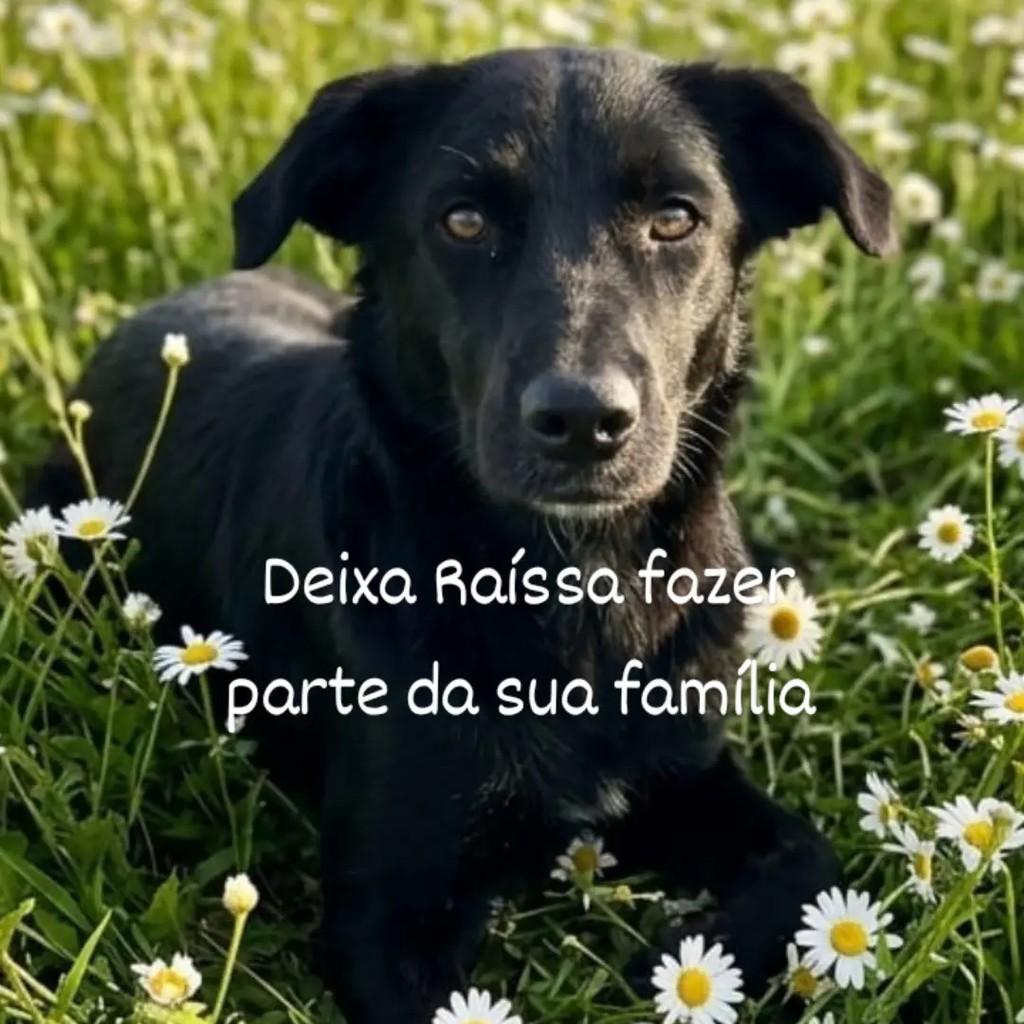 Raíssa, cachorro de porte médio para adoção em Recife - PE