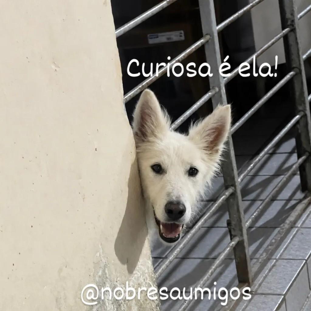 Jade, cadela de porte médio para adoção em Recife - PE