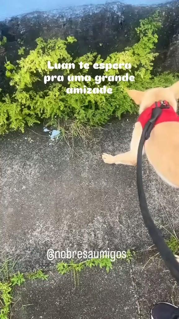 Luan, cachorro de porte pequeno para adoção em Recife - PE