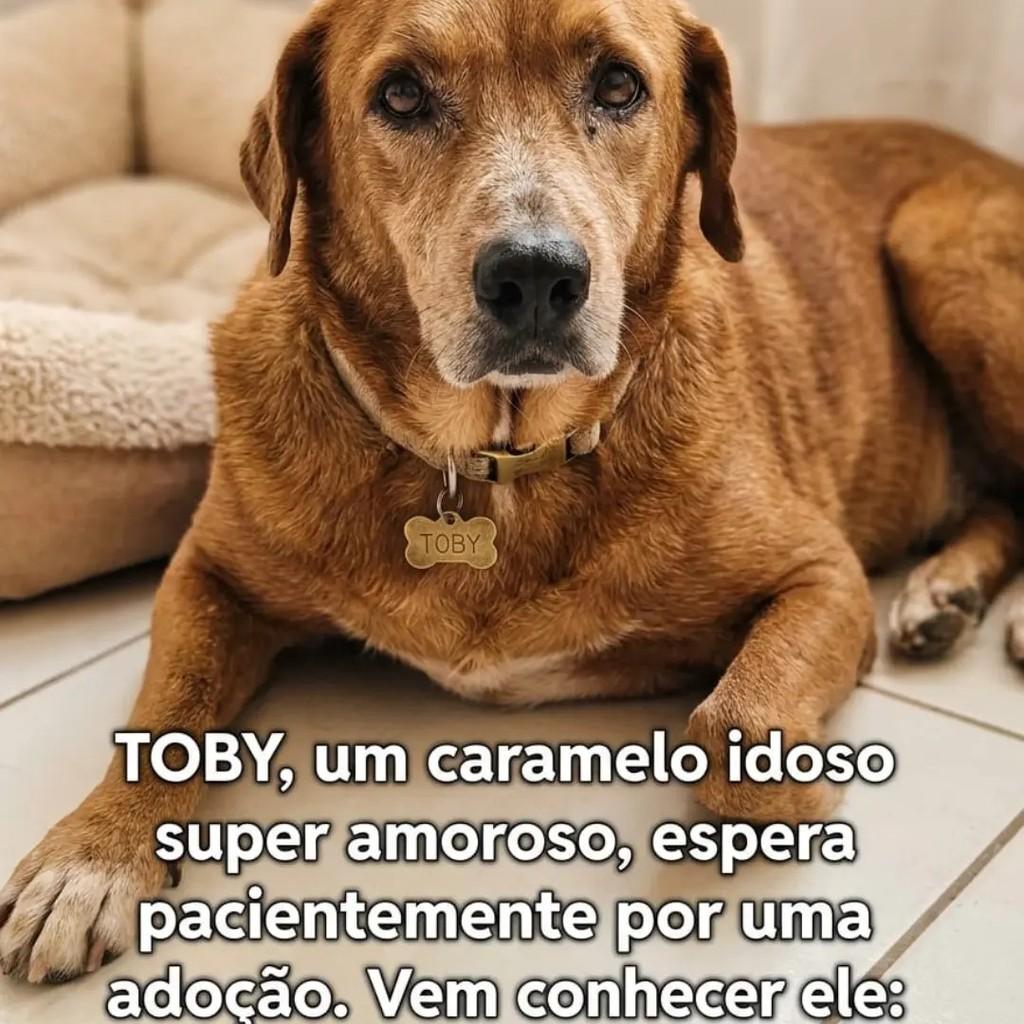 Toby, cachorro de porte médio para adoção no Recife - PE