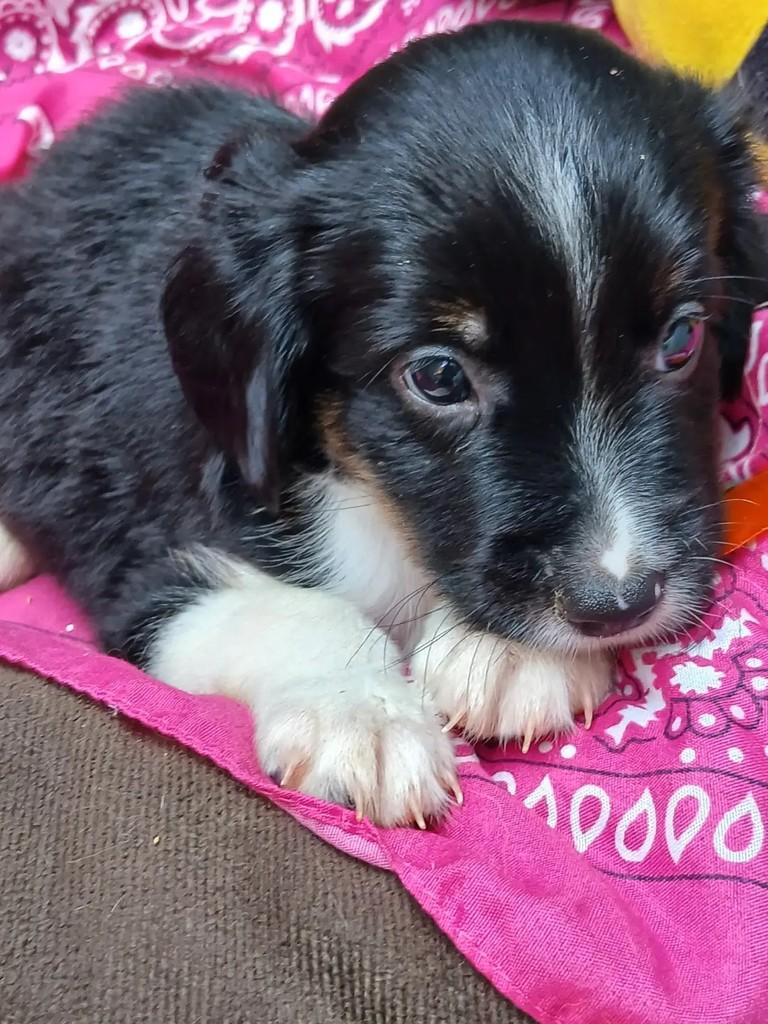 Nenekinho, cachorro de porte pequeno para adoção em Ribeirão Preto - SP
