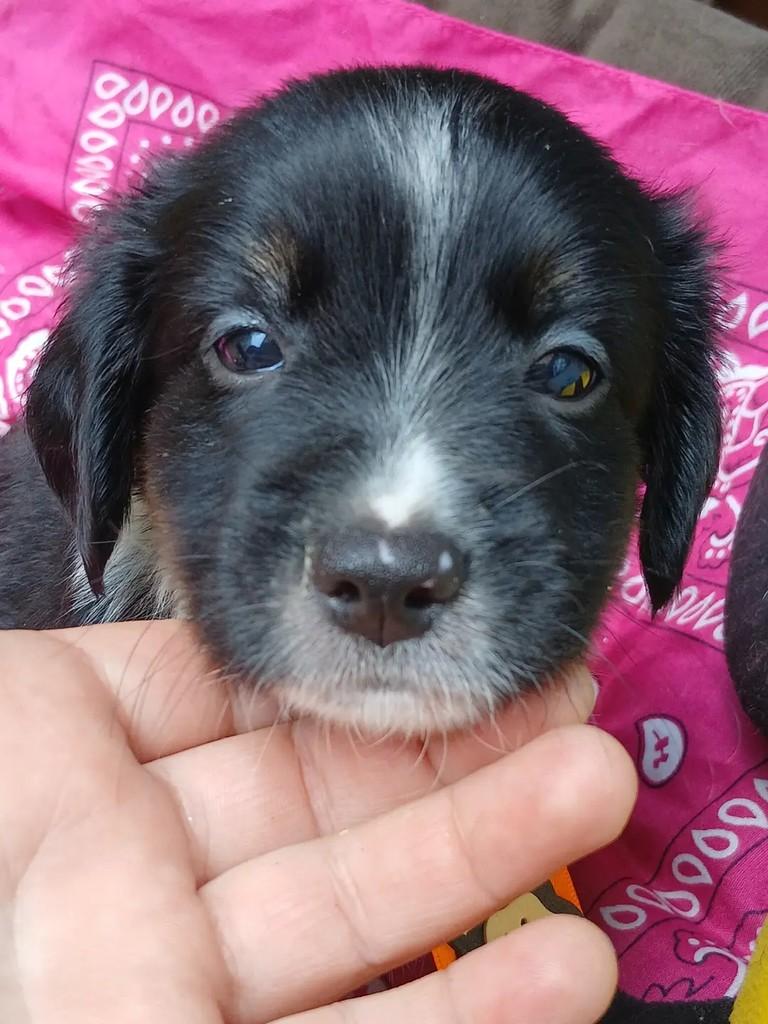 Nenekinho, cachorro de porte pequeno para adoção em Ribeirão Preto - SP — foto 2 de 6