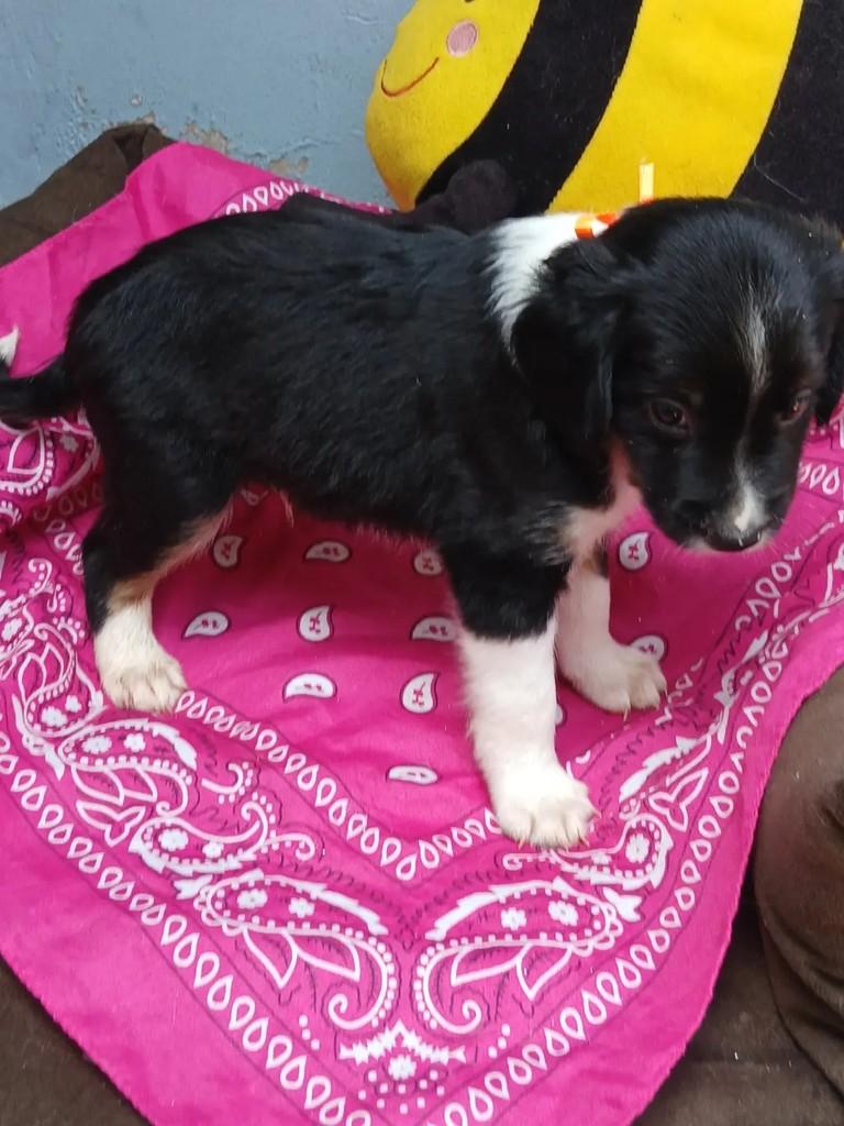 Nenekinho, cachorro de porte pequeno para adoção em Ribeirão Preto - SP — foto 3 de 6