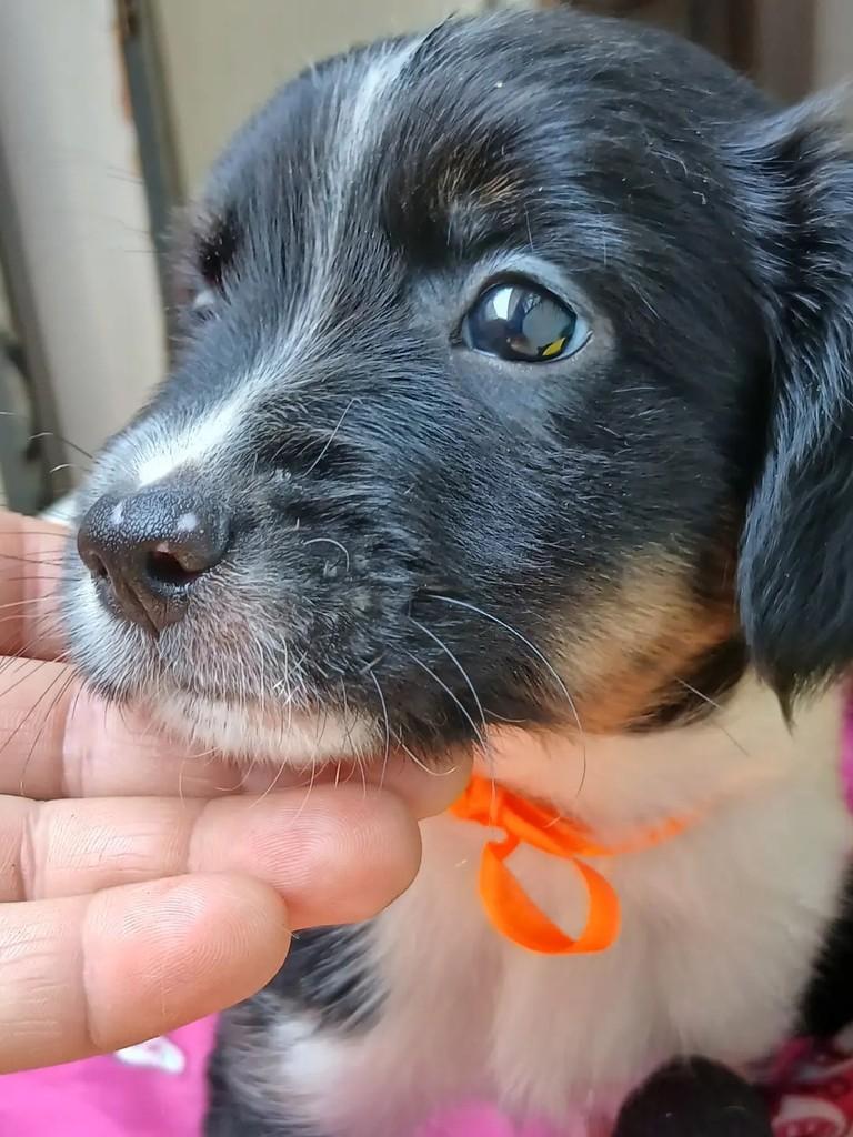 Nenekinho, cachorro de porte pequeno para adoção em Ribeirão Preto - SP — foto 4 de 6