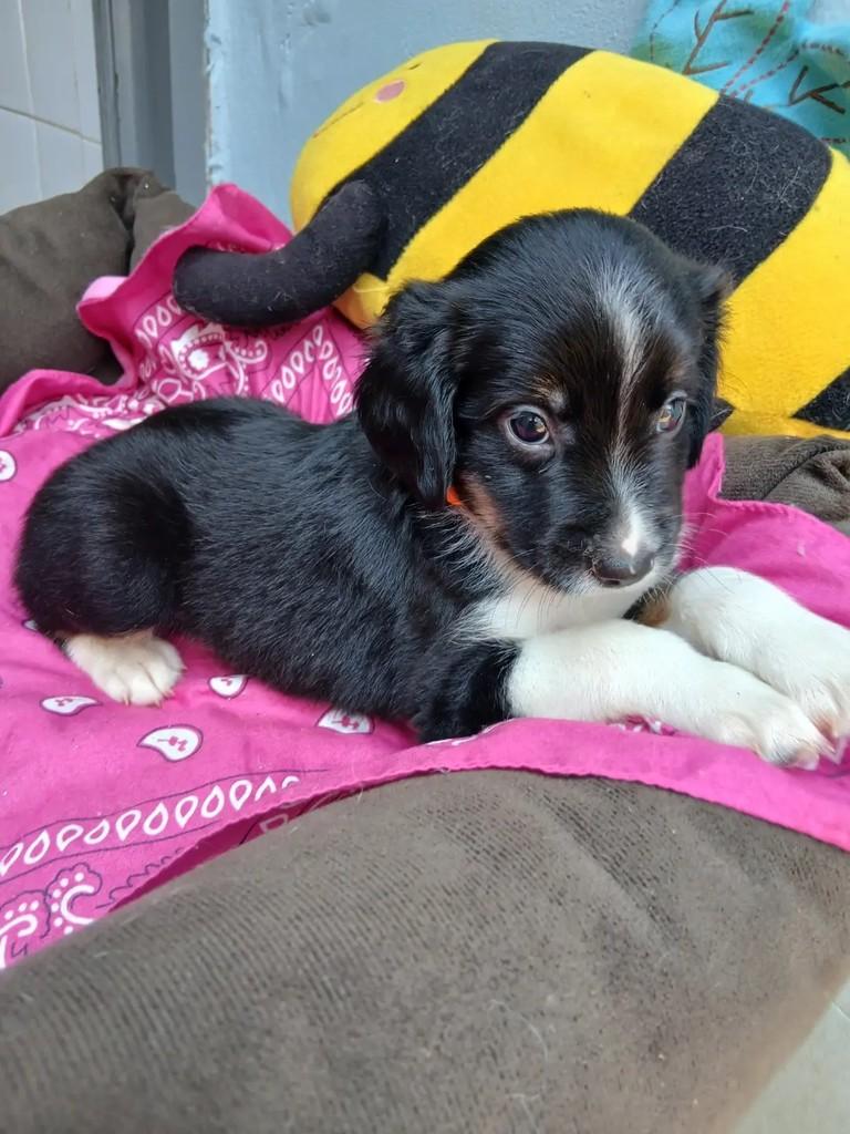 Nenekinho, cachorro de porte pequeno para adoção em Ribeirão Preto - SP — foto 5 de 6