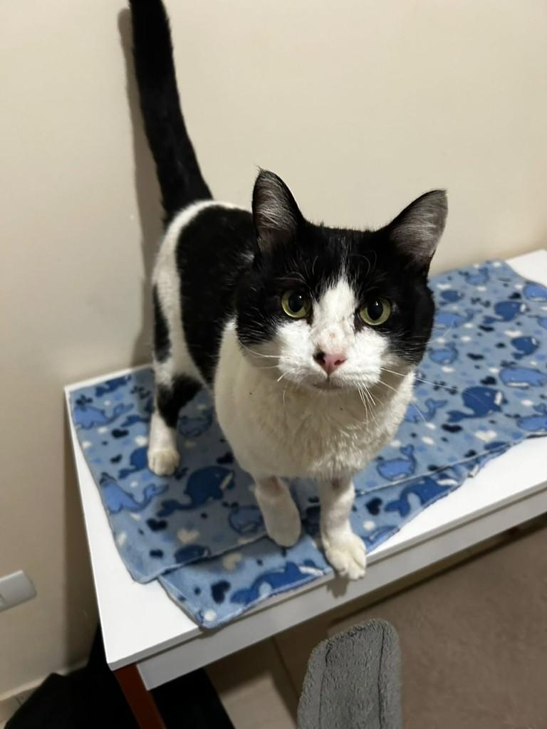 Flock, gato de porte médio para adoção em Campo Largo - PR
