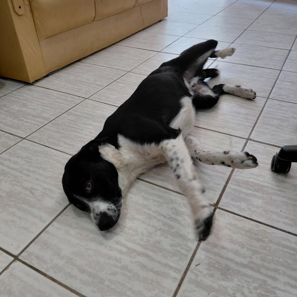 Bob, cachorro de porte pequeno para adoção em Curitiba - PR