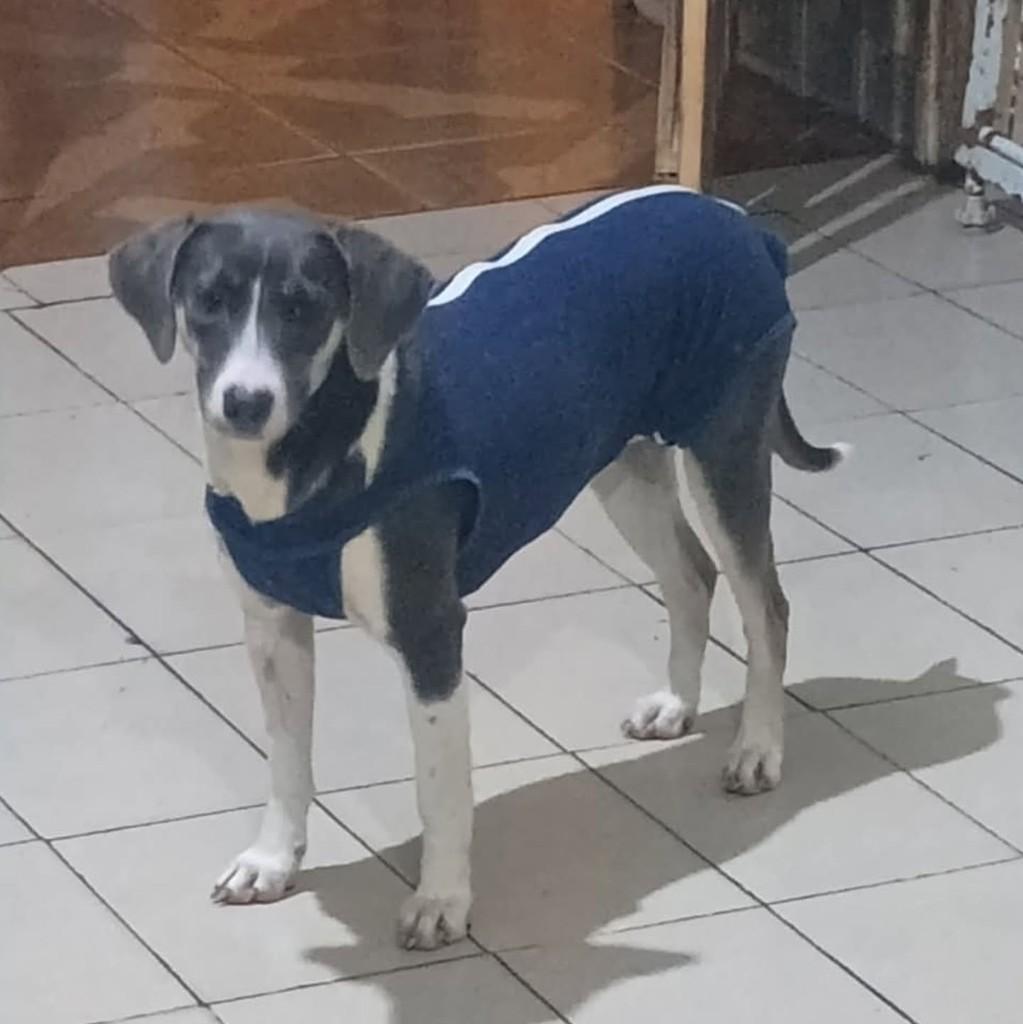 Cachorrinha, cadela de porte pequeno para adoção em Curitiba - PR