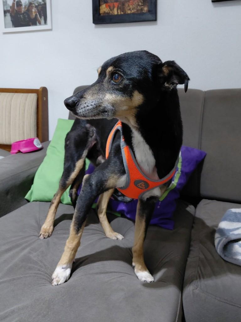 Pretinho, cachorro de porte pequeno para adoção em Curitiba - PR