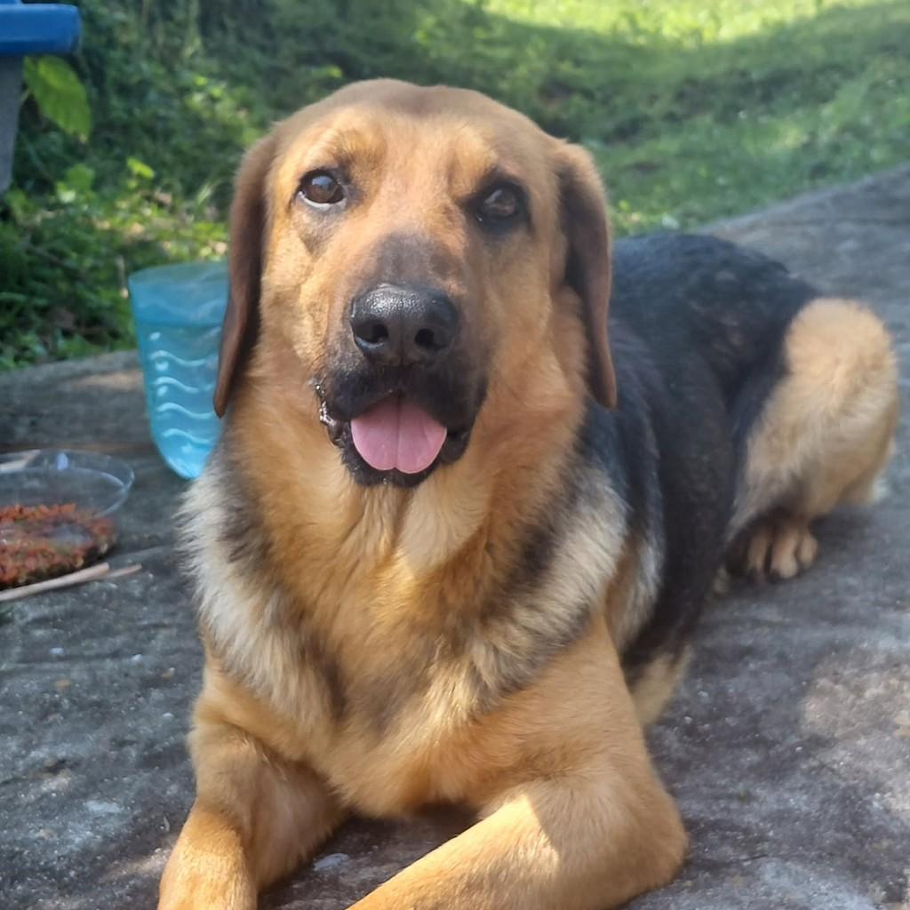 Jack, cachorro de porte médio para adoção em Curitiba - PR