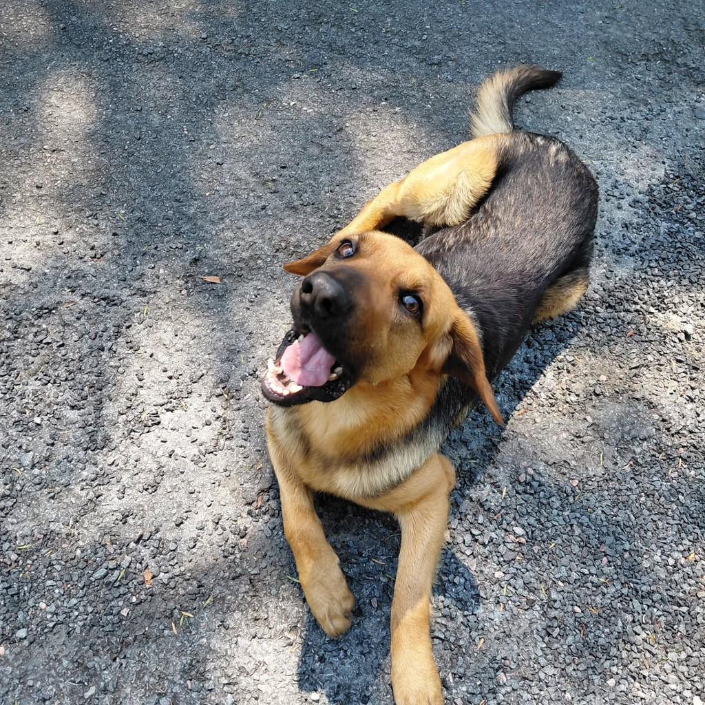 Jack, cachorro de porte médio para adoção em Curitiba - PR — foto 2 de 4
