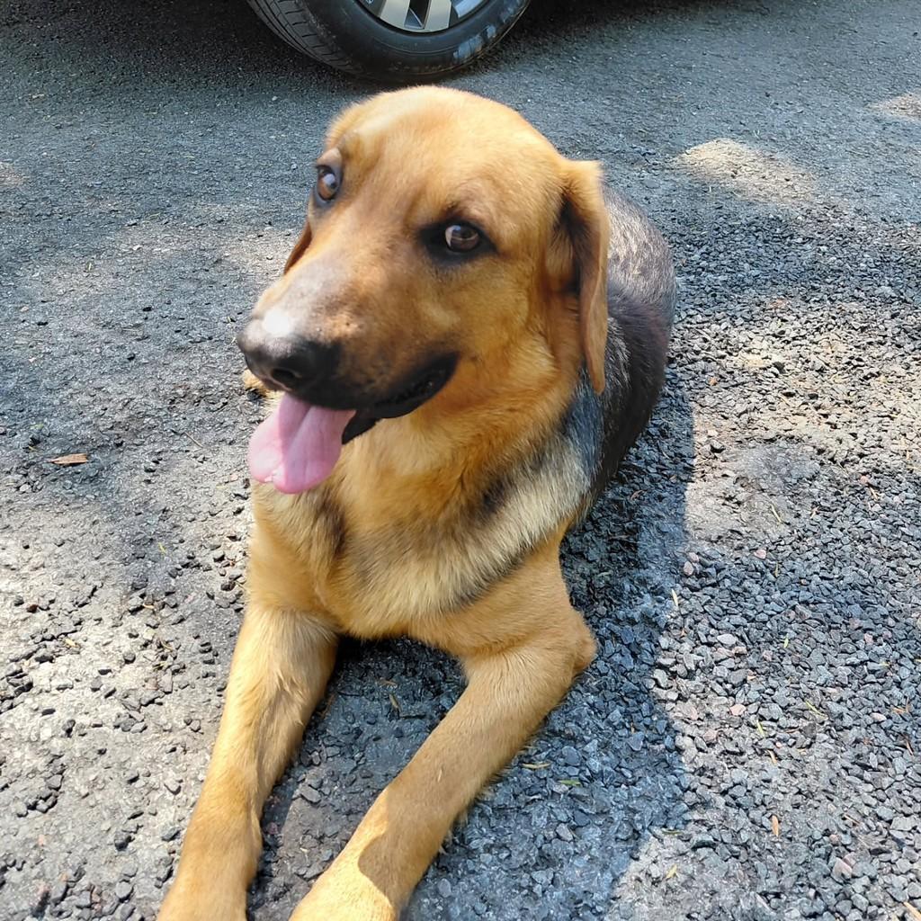 Jack, cachorro de porte médio para adoção em Curitiba - PR — foto 3 de 4