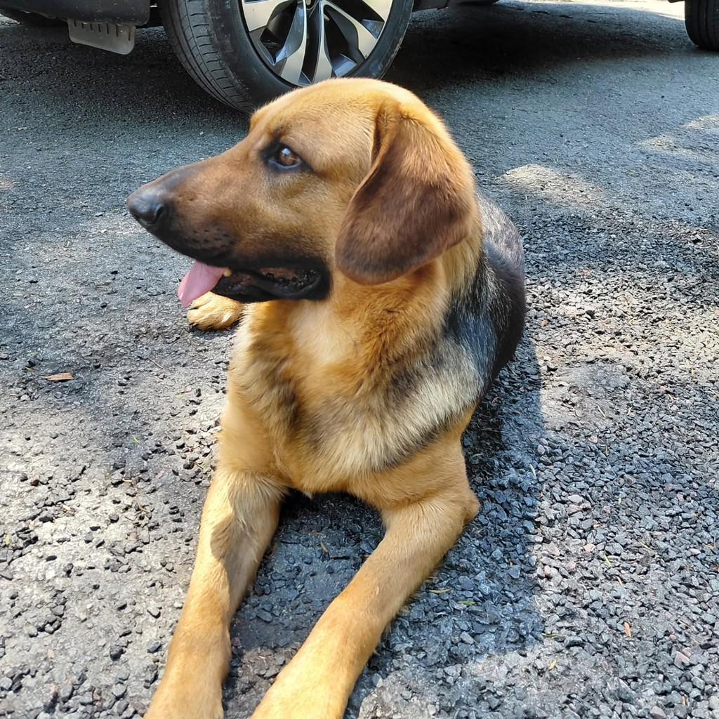 Jack, cachorro de porte médio para adoção em Curitiba - PR — foto 4 de 4