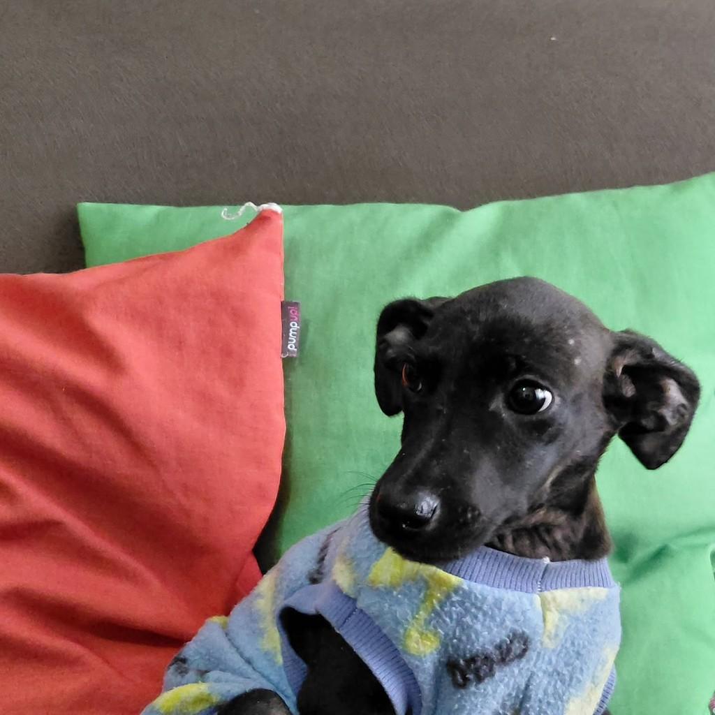 Dora, cadela de porte pequeno para adoção em Curitiba - PR — foto 2 de 3