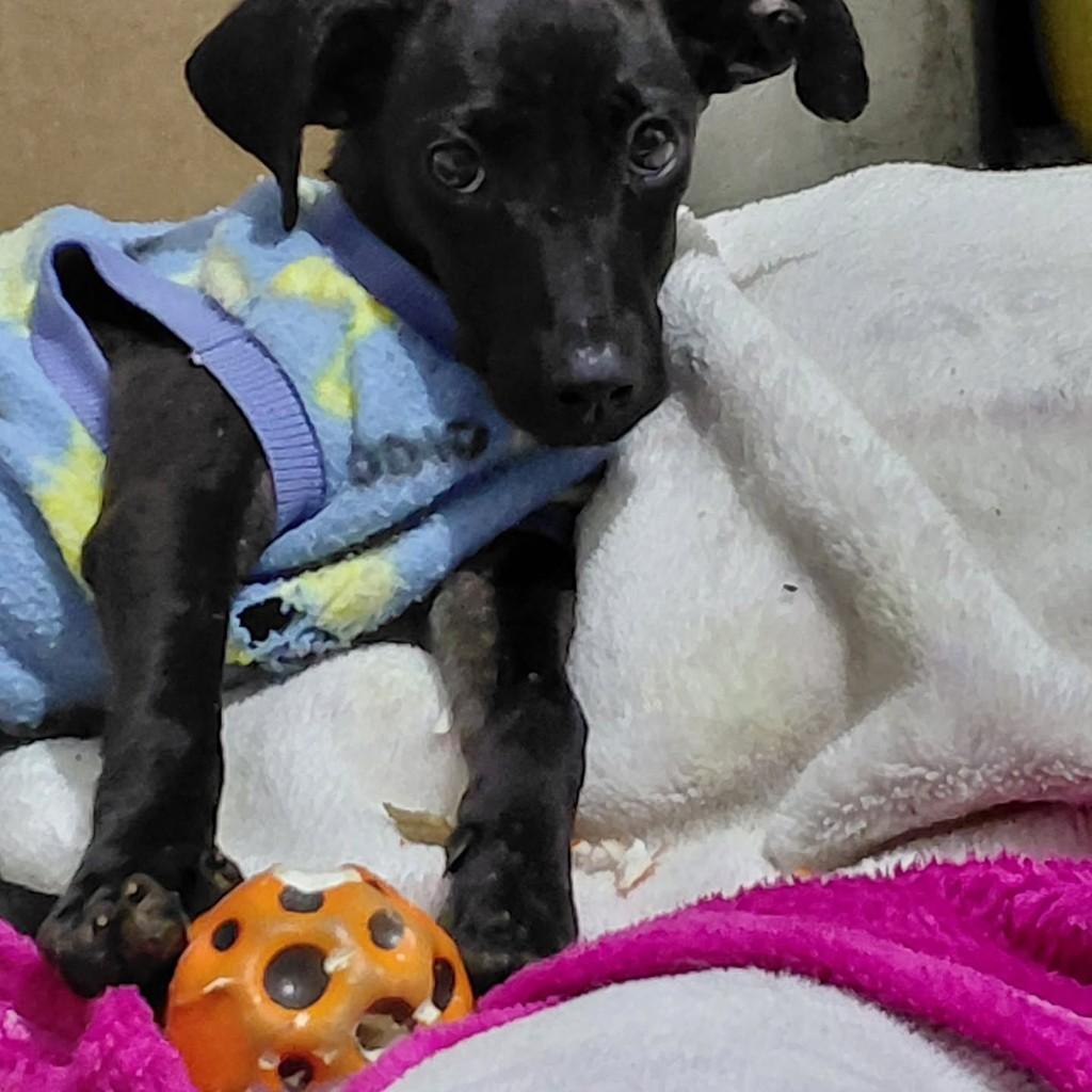 Dora, cadela de porte pequeno para adoção em Curitiba - PR — foto 3 de 3