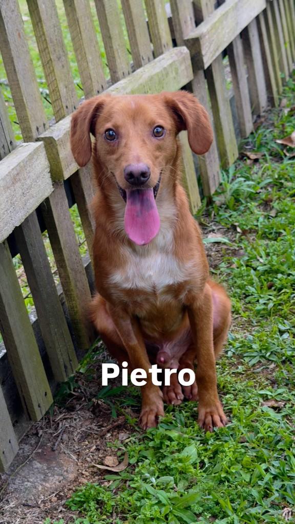 Pietro, cachorro de porte pequeno para adoção em Criciúma - SC