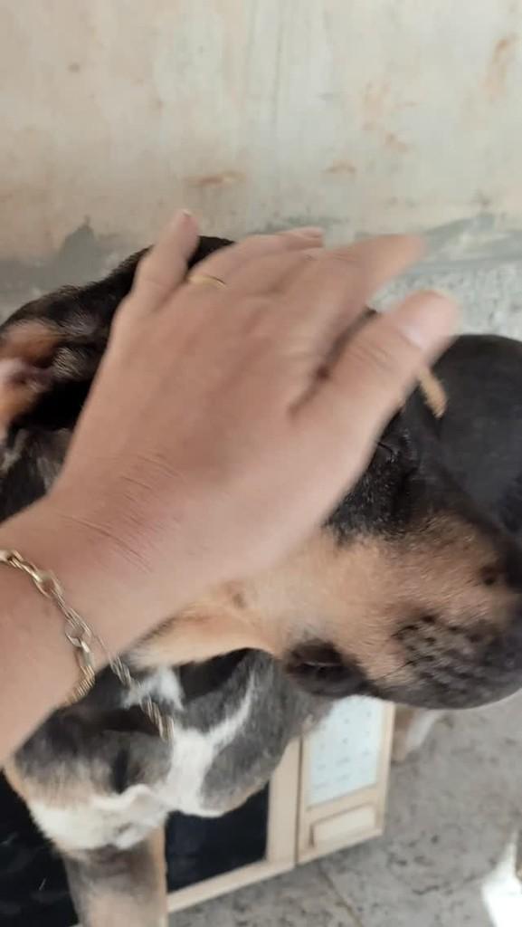 Panda, cachorro de porte pequeno para adoção em Curvelo - MG