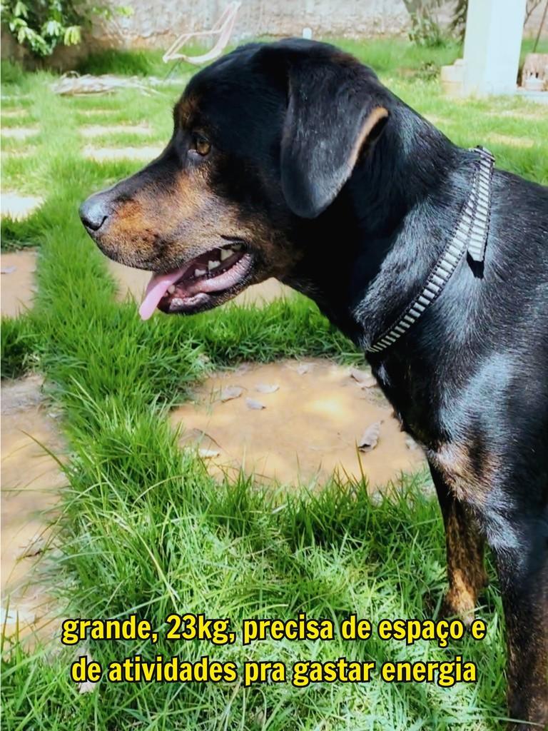 Savana, cachorro de porte grande para adoção em Curvelo - MG