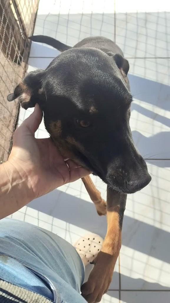 Queridinha, cachorro de porte pequeno para adoção em Curvelo - MG