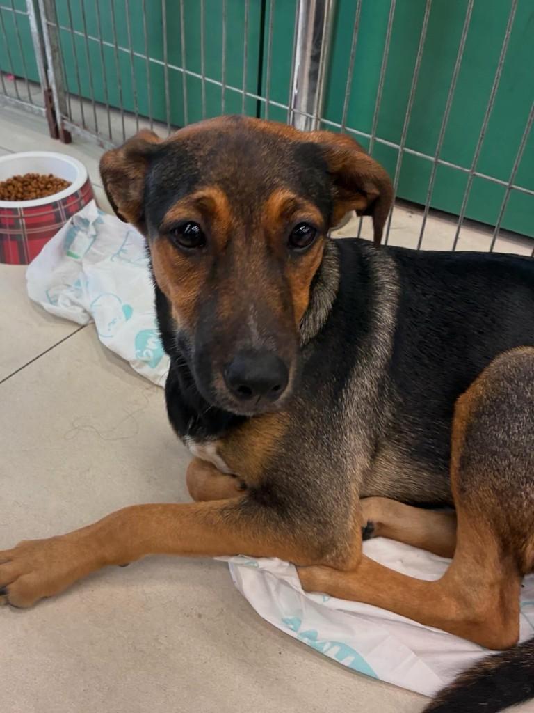 Jade, cadela de porte médio para adoção em São Paulo - SP