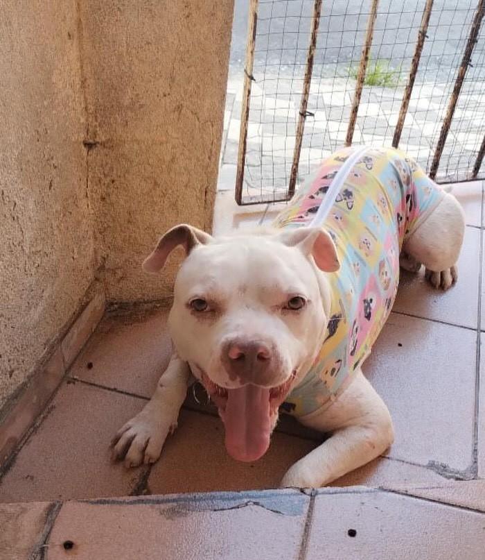 Anjo, cachorro de porte médio para adoção em São Paulo - SP
