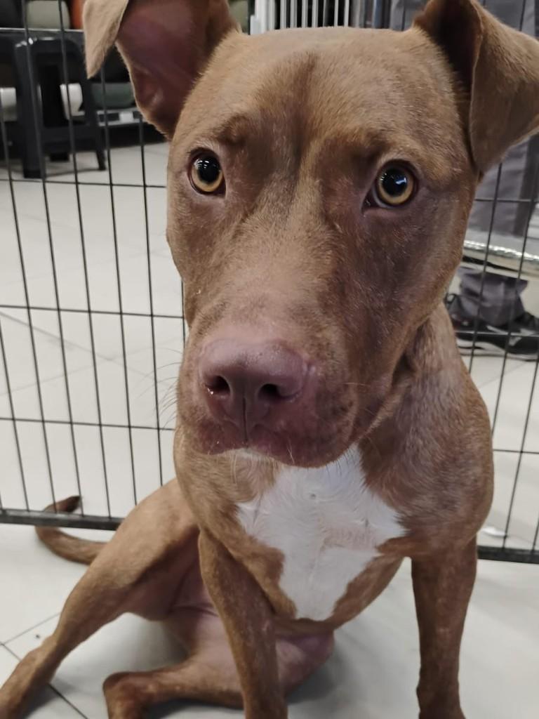 Mel, cadela de porte grande para adoção em São Paulo - SP