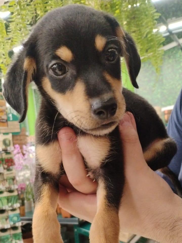 Fred, cachorro de porte médio para adoção em São Paulo - SP