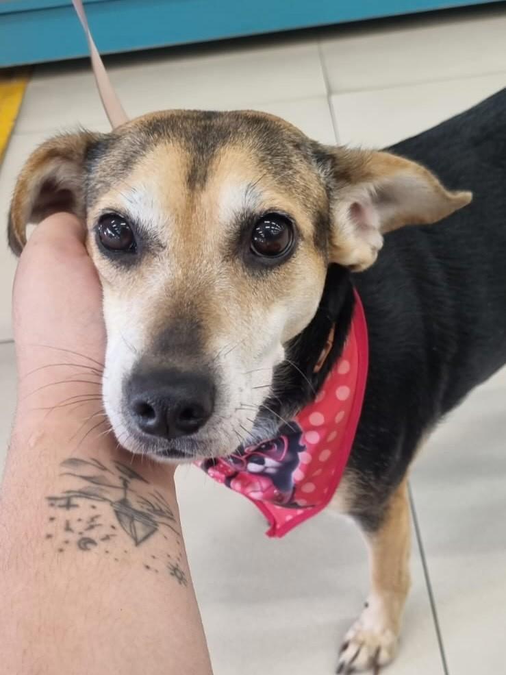 Nina, cachorro de porte pequeno para adoção em São Paulo - SP