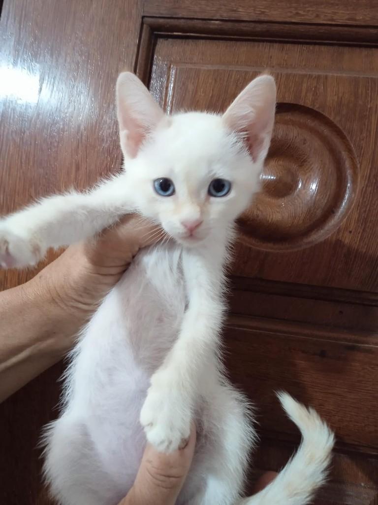 Jorginho, gato de porte pequeno para adoção em São Paulo - SP