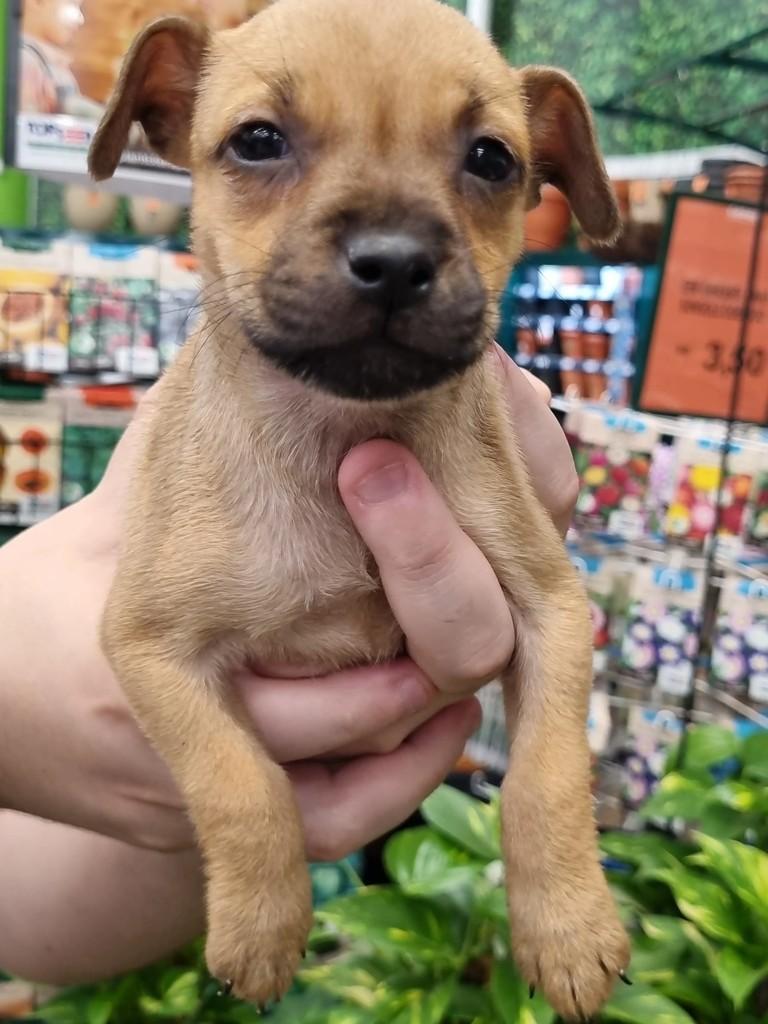 Flora, cachorro de porte pequeno para adoção em São Paulo - SP