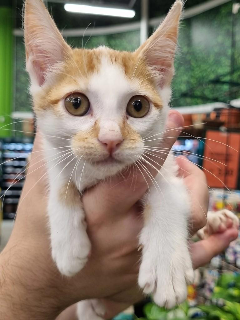 Laranjinha, gato de porte pequeno para adoção em São Paulo - SP