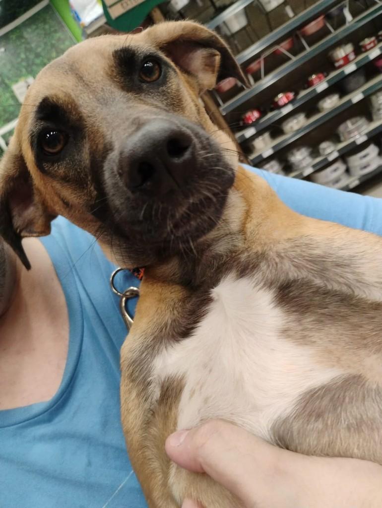 Thor, cachorro de porte médio para adoção em São Paulo - SP