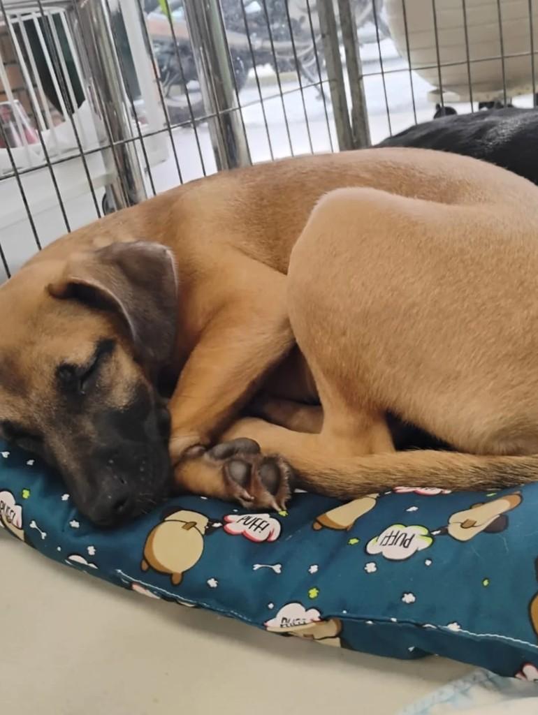 Thor, cachorro de porte médio para adoção em São Paulo - SP — foto 5 de 7