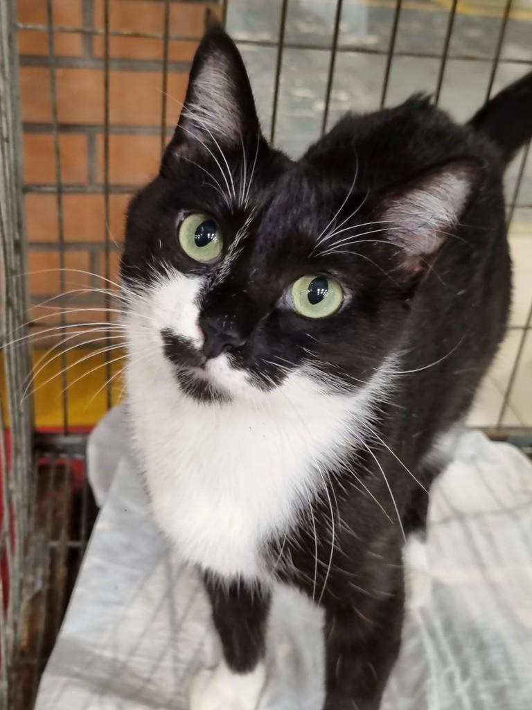 Dara, gata de porte médio para adoção em São Paulo - SP