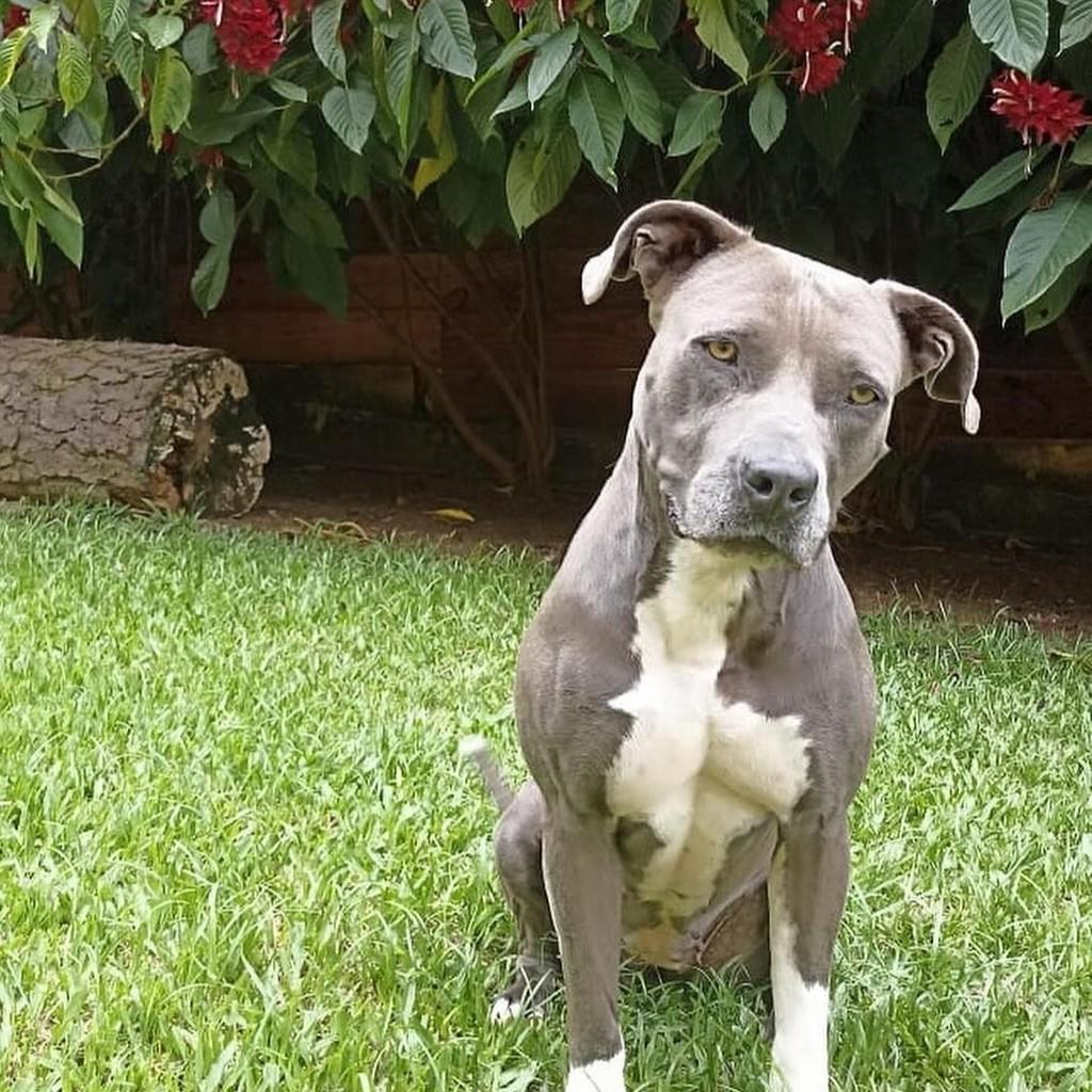 Duquesa, cadela de porte médio para adoção em São Paulo - SP