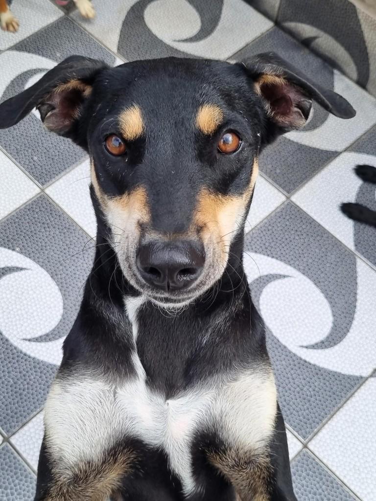 Huguinho, cachorro de porte médio para adoção em São Paulo - SP